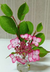 紫陽花 琴教室 三味線教室 岡崎市 安城市 豊田市 知立市 刈谷市より便利